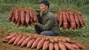 Урожай сладкого картофеля несу на рынок для продажи. Садоводство и кулинария. Жизнь во Вьетнаме