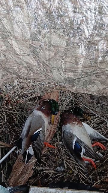 Охота с подсадной уткой. Удачная охота.