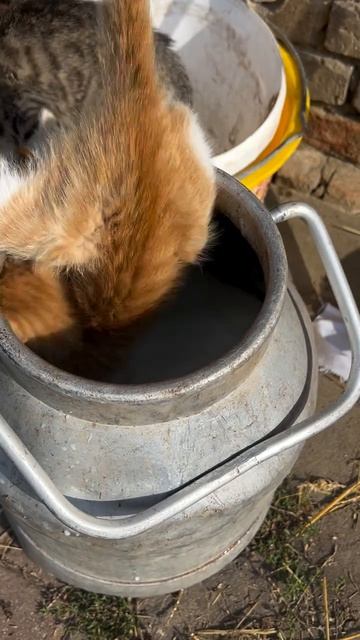 Весь обед испортил!