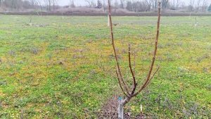 Проблемы в саду