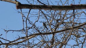 Весенняя Москва. Первые почки. Полевая мышь. Галки. Голуби. Уточки. Птицы. Март 2026