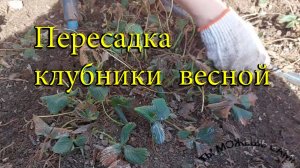 Пересадка клубники весной