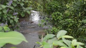 Лес Амазонки 4 часов Успокаивающее Видео 4к 1 из 6 / Amazon Forest 4 Hours Calming Video 4k 1 of 6