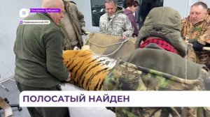В селе Минеральное сотрудники краевого Охотнадзора отловили конфликтного тигра