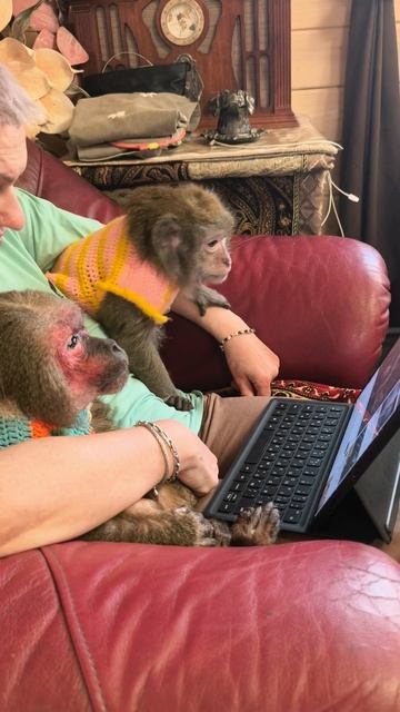 минутки тишины в обезьяньем доме🐒 смотреть онлайн
