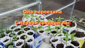 32. Переехали на Юг. Купили новостройку. воскресенье- ни минуты покоя.
