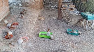 вольные голодные белки прибежали.Карта на корм зверятам 2202 2062 6013 7323