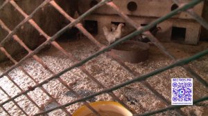 Уже 3000 домашних птиц вакцинировали в Вологодской области