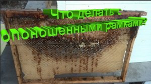 🐝 Профессор Кашковский: что делать с кристаллизованными и опоношенными рамками?