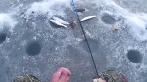 март.сельдь и камбала Ходит Косяками и Клюёт на Самодельные снасти