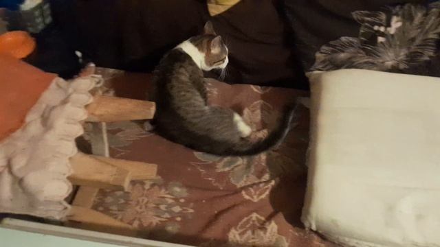 Не Поседа Вася.