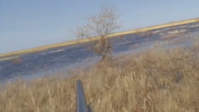 весенняя охота на уток с подсадной