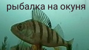 ловля окуня в конце марта