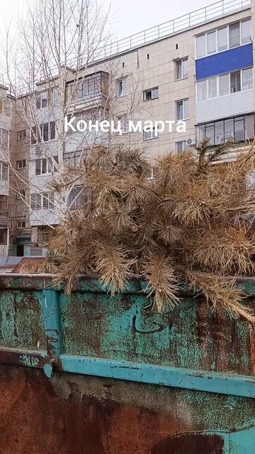 Когда весна решает, что ёлка больше не в моде 🌼🌳