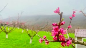 Персиковый пруд. Адербиевка. 30 марта 2026 год