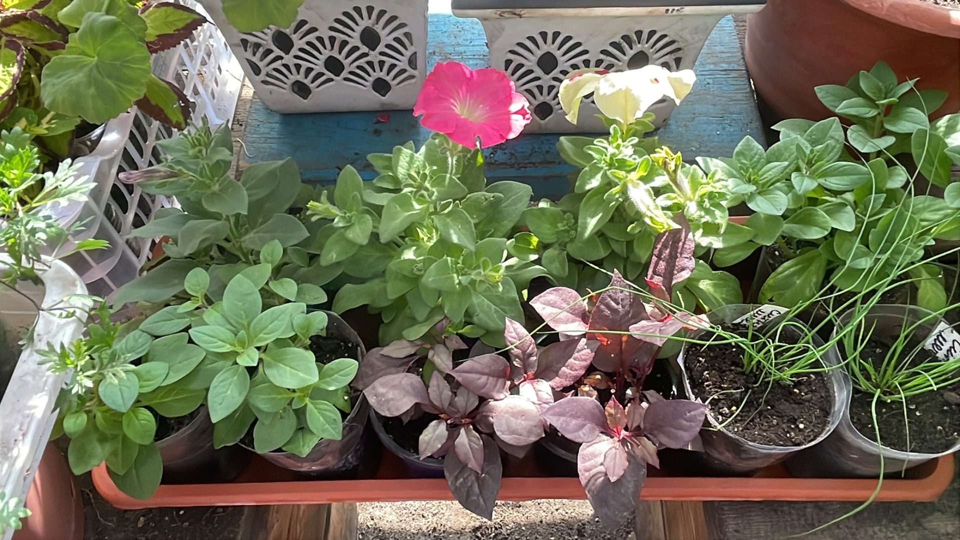 Небольшой обзор растений в теплице. Годеция стала всходить уже на третий день