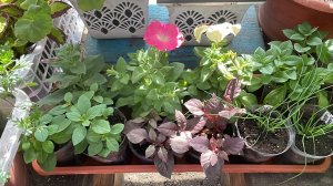 Небольшой обзор растений в теплице. Годеция стала всходить уже на третий день