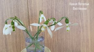 Город 25-29 марта 2026. Седумы и папоротники на лоджии. Галантусы и примулы на городском цветнике