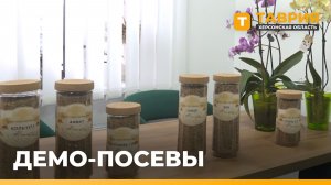 В Херсонской области испытывают новые засухоустойчивые сорта пшеницы