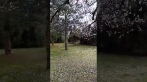 Крещенский парк и Ореховая роща. Анапа. 28 Марта 2026. Репортаж Светланы Тихоновны из цветущей Анапы