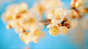 Цветы.Релакс.