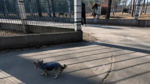 Собака управляет нашим днём 24 часа. (А ну-ка давай-ка.)