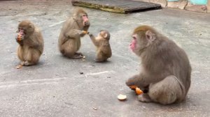 Макаки НЕ ДЕЛЯТСЯ с малышкой Сакурой! Феня проявила ХИТРОСТЬ! Что делают семечки с ОБЕЗЬЯНАМИ!?