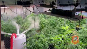 Наркоделец, семь лет выращивавший коноплю на двух дачах в подмосковном Чехове, заключён под стражу