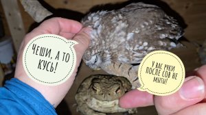 В лес пришла весна, Пёс Кубик проверил! Проснулись лягушеньки! Совиный ночной концерт