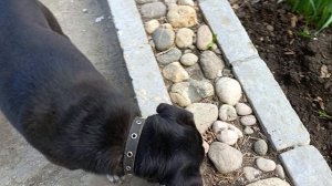 Капец тюльпанам