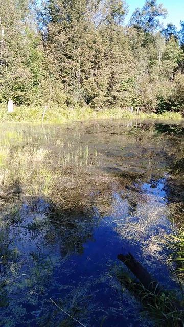 ✔ЛЕСНОЙ🌿 ПРУД🌊 В КОНЦЕ ЛЕТА🍁. ЧАСТЬ 1 ✔