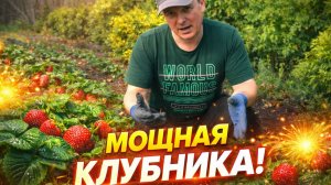 Весенний уход за клубникой- после этого клубника растёт в два раза лучше