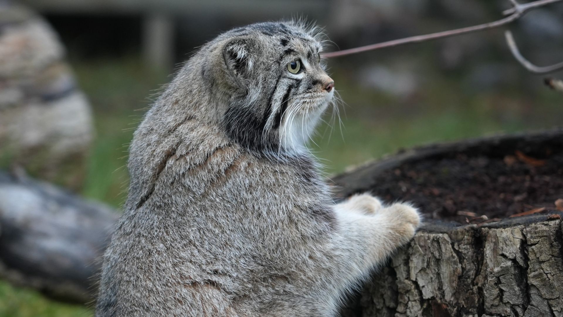 Манул Тимофей и большие кошки спрятались от московской непогоды