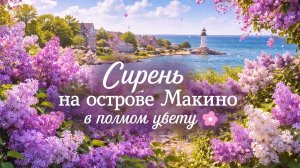 Сирень на острове Макино в полном цвету 🌸 Тихая прогулка по саду под расслабляющую музыку (4K)