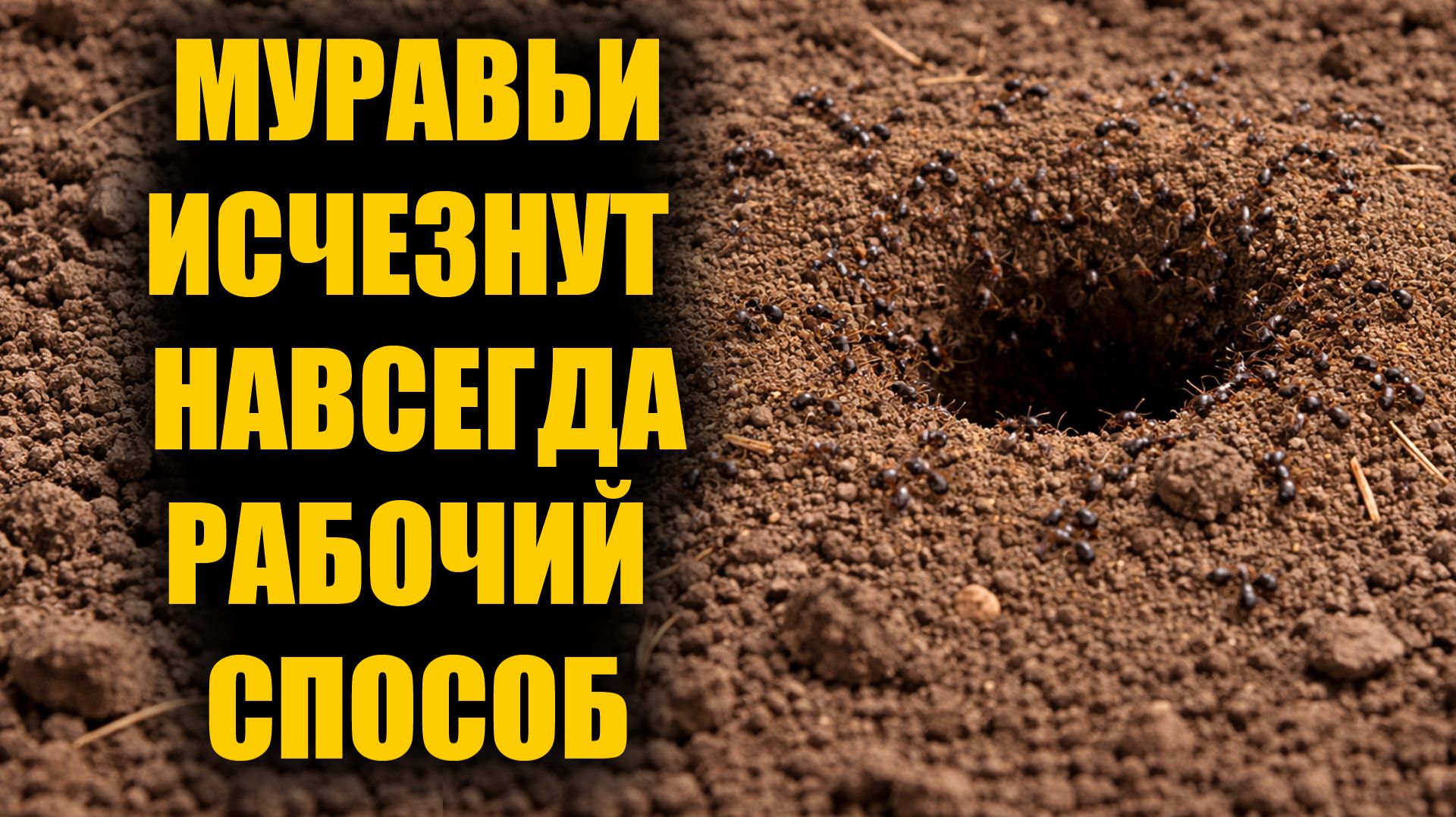 Муравьи исчезают на глазах! Муравьи боятся это как огня и уходят навсегда