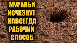 Муравьи исчезают на глазах! Муравьи боятся это как огня и уходят навсегда