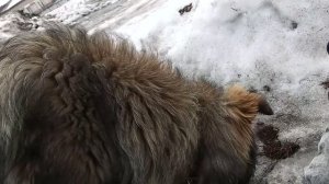 Палево везде (заброшки) сацеальный STALKER