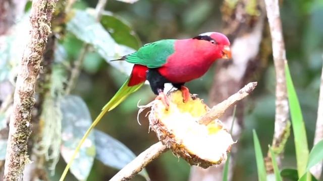Украшенный лорикет Стеллы (Charmosyna stellae goliathina)