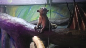 В семье ярославских кинкажу появился малыш