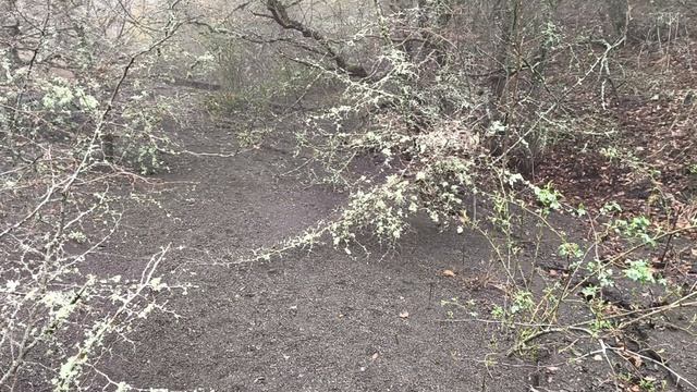 Сажаю бамбук в дикую природу Крыма!