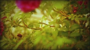 Ванильное небо