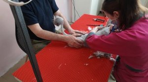 Груминг в Великом Новгороде ~ стрижка кошек и собак