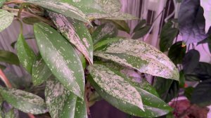 Хойи. Обзор взрослых хой. Часть 1.🌿