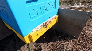 Пчёлы 2026-03-30 - часть 4