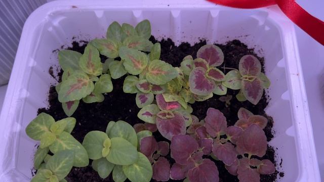 Моя цветочная рассада, не всех узнаю, знатоки подсказывайте!)