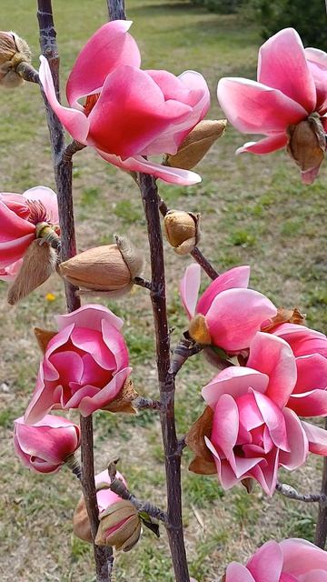 Весна ! Магнолия!