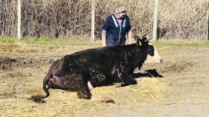 Так хочется чтобы эти две коровки побыстрее встали после долгого пути, но нужно ждать♥️!