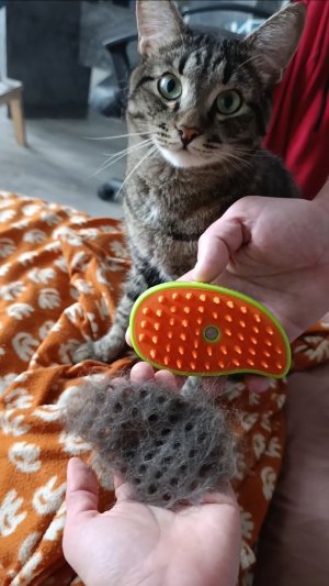 Йода кот опять не ожидал, что я буду снимать его на видео😼