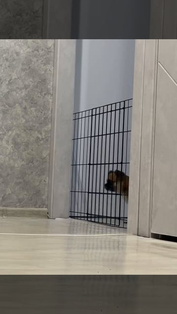 Пёсик нашёл выход)))