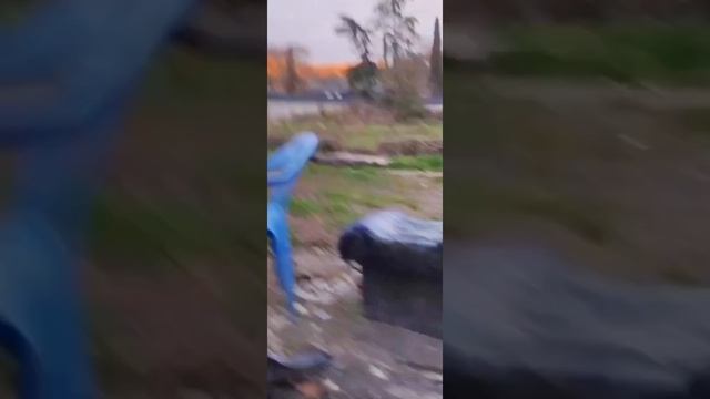 Алеутов гонит новая хозяйка они всех предают